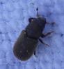 Scolytinae inconnu
